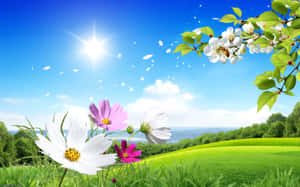 陽光照耀的草地，色彩繽紛的花朵和開花的樹枝。 — 2880x1800 壁紙
