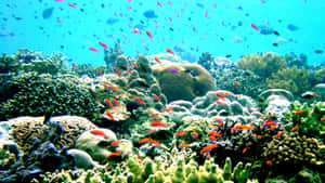 色彩繽紛的魚群在清澈湛藍的海水中穿梭於多樣的珊瑚結構之間。 — 珊瑚 壁紙
