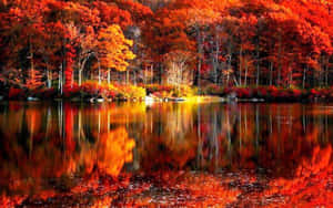 秋林倒映在平靜的湖面上，帶有火紅橙色的樹葉。 — 可愛秋天gif 壁紙