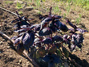 紫羅蘭羅勒植物在明亮陽光下的花園土壤中生長。 — 紫色花朵 壁紙