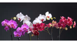 深灰色背景下的紫色、白色和紅色蘭花工作室佈置。 — 粉紅花朵 壁紙