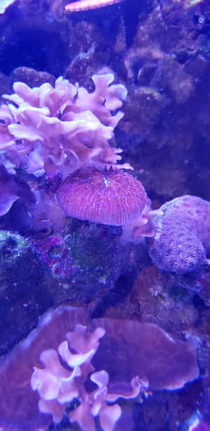 藍色燈光水族館中的紫色和粉紅色珊瑚 — Huawei Mate 70 Air 壁紙