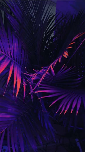 紫色和粉紅色的霓虹燈在夜間穿過濃密的熱帶棕櫚葉發光。 — 棕櫚樹 GIF 壁紙