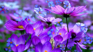 花園中帶有黃色花心的紫色和藍色大波斯菊。 — 紫色花朵 壁紙