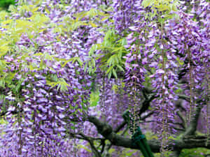 紫色紫藤花成簇地掛在樹枝上，伴隨著綠葉。 — 春天 壁紙