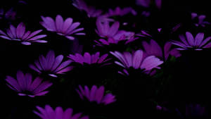 紫色雛菊在夜間黑暗中發光 — 紫色花朵 壁紙