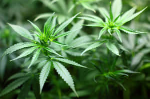 在自然環境中，帶有鋸齒狀葉片的健康大麻植物特寫。 — MacBook 壁紙