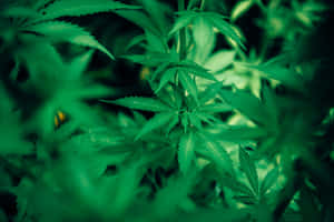 自然光下茂盛綠色大麻葉的特寫。 — MacBook Pro M3 壁紙