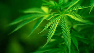 邊緣呈鋸齒狀的充滿活力的綠色大麻葉特寫。 — 食草 壁紙