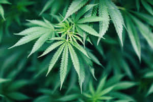 大麻葉特寫，背景為模糊的綠色。 — 食草 壁紙