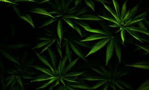 黑色背景下發光的綠色大麻葉特寫。 — 食草 壁紙