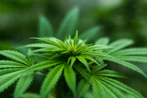 自然綠色調的大麻植物葉子特寫。 — MacBook Pro M2 壁紙