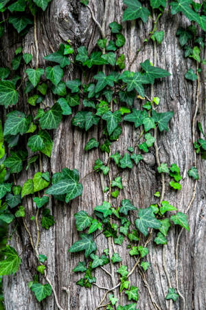特寫綠色常春藤生長在紋理樹皮上。 — 植物 壁紙