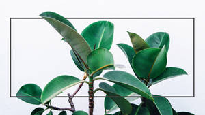 橡膠植物特寫，大綠葉以黑色框住，襯托白色背景。 — 簡約 壁紙