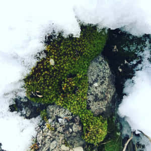 冬天在雪層下的岩石上生長的綠色苔蘚。