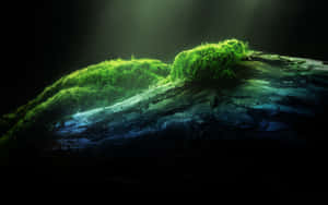 在黑暗的森林中，被背光照亮的佈滿苔蘚的木頭。 — 深色花卉 壁紙