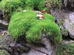 灰色岩石上茂盛的綠色苔蘚和落葉