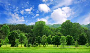 茂密的綠色草地上有樹木，明亮的藍天上有白雲。 — 夏日氣息 壁紙