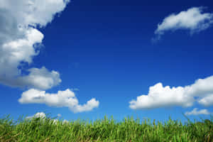 藍天白雲下的綠色草地 — 藍天 壁紙