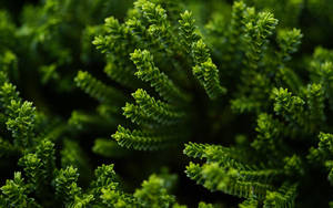 綠色植物針狀葉的詳細視圖，背景模糊。 — 自然 壁紙