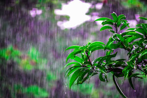 暴風雨中，雨滴落在森林茂密的綠葉上。 — 雨天 壁紙