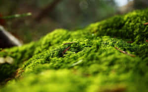 特寫鏡頭：茂密的綠色苔蘚在森林地面上生長，背景樹木模糊。 — 綠樹 壁紙