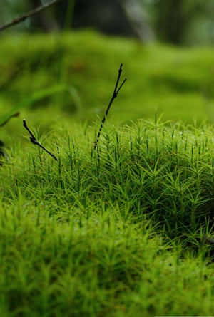 森林中茂密綠色苔蘚的特寫，細小的樹枝從柔軟的苔毯中豎起。 — 綠樹 壁紙