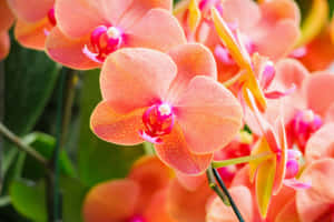 蜜桃色蘭花特寫，帶有粉紅色中心和綠色葉片。 — 紫色花朵 壁紙