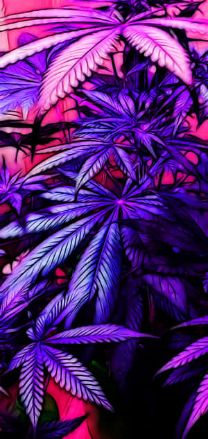 在數位藝術背景中發光的霓虹紫色和粉紅色大麻葉。 — Huawei 壁紙