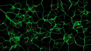 黑色背景上發光的霓虹綠色分形線條 — 深綠色 壁紙
