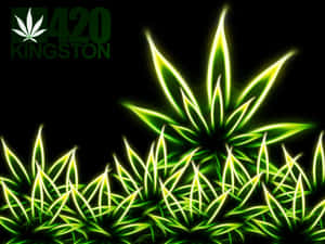 黑色背景上帶有「420 KINGSTON」標誌的霓虹綠色發光大麻葉。 — 食草 壁紙