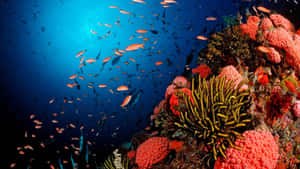 令人驚嘆的珊瑚礁，魚群在藍色海水中游動。