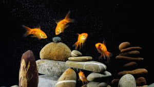 金色魚兒在黑暗的水中圍繞平衡的石頭游動，伴有漂浮的微粒。