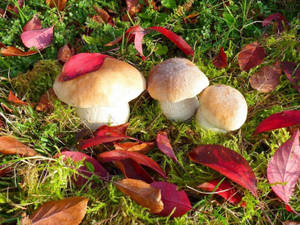 三朵蘑菇生長在苔蘚和落葉之間。