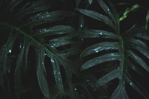 在黑暗環境中帶有雨滴的光澤龜背竹葉 — 植物美學 壁紙