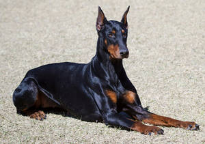 杜賓犬在明亮的陽光下在乾草上休息。