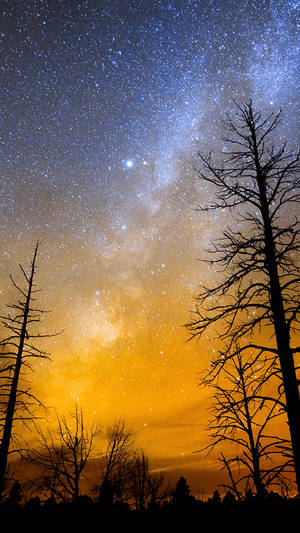 光禿禿的樹木剪影襯托著星空、銀河和橙色光芒 — 天空景觀 壁紙