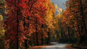 蜿蜒的道路穿過秋日森林，充滿鮮豔的紅色和金色樹葉。