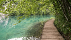 一條木製小徑在碧綠湖泊旁彎曲，周圍綠樹環繞。 — 湖景 壁紙