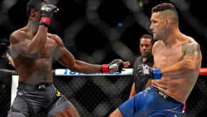 兩名戴著MMA手套的男性拳手在八角籠內互相出拳。