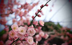 粉紅櫻花在樹枝上盛開，背景柔和模糊。 — 淺粉紅色美學動圖 壁紙