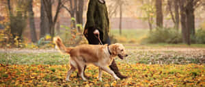 人在公園裡帶著金毛尋回犬穿過秋葉