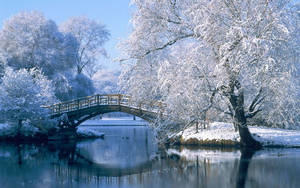 白雪覆蓋的樹木框住了一座冬季靜謐河流上的木橋。