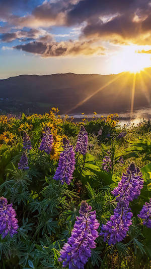 金色夕陽下田野中的紫色羽扇豆花，背景有山和水