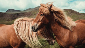 兩匹冰島馬在山間草地上依偎，風吹動牠們的鬃毛。 — 馬 壁紙