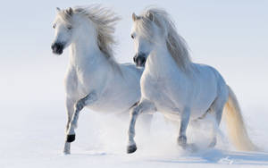 兩匹白馬在雪中奔跑，風吹動牠們的鬃毛。 — 馬 壁紙