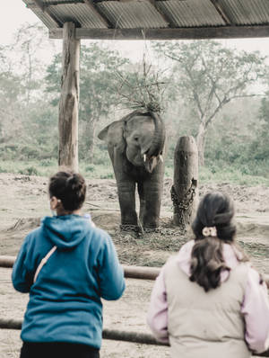 兩個孩子在動物園圍欄內觀察一頭頭頂有草的大象。