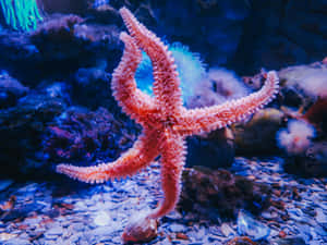 在藍色水下水族館環境中，鵝卵石上的一隻粉紅色海星。