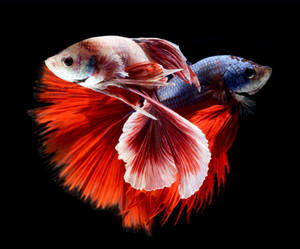 兩條色彩繽紛的鬥魚，擁有流動的魚鰭，在黑色背景下游泳。