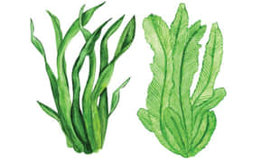 兩幅具有詳細葉片圖案的綠色水生植物插圖。 — 水下 壁紙